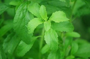 stevia-74187_1280